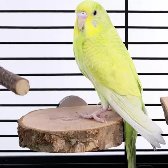 All Natural Wooden Bird Parrot Round Platform Wood Perch For Bird Cage