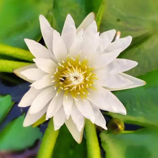 Buy2Get1Free White Thammanoon Tropical Waterlily Live Fresh Plants Pond Colorful