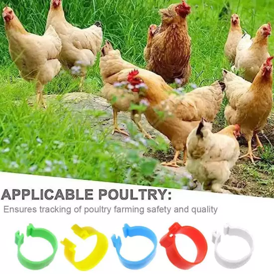 100Pcs Chicken Identification Leg Bands Chicken Leg Rings Hen Leg Bands