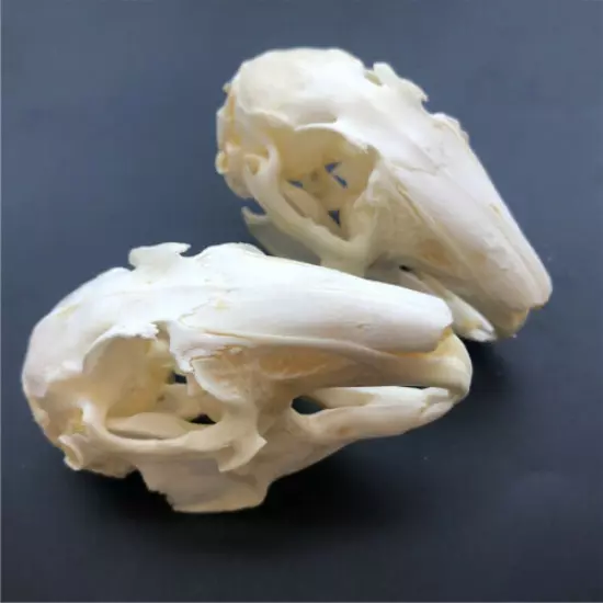 5 pcs real Rabbit Skull specimen Animal bone specimen Collection From the farm