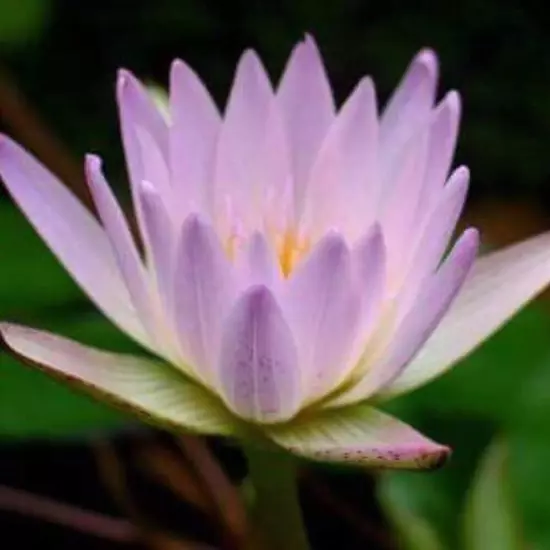 Nymphaea Hilary | Aquarium Plants Factory®