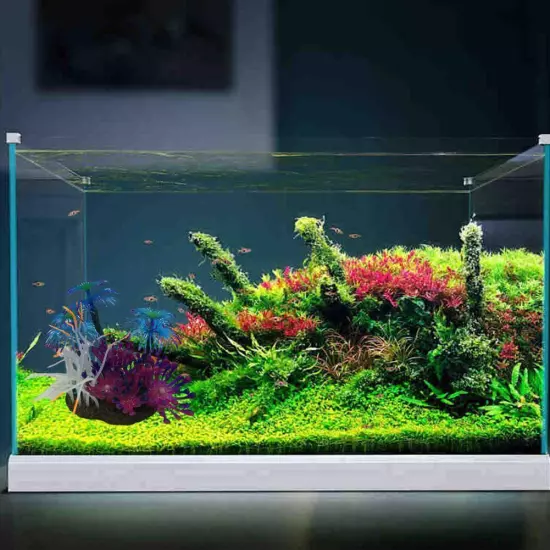 Fish tank cor al 2024 W5K2