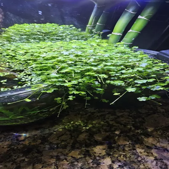 Live Hydrocotyle Tripartita (Japan) Aquarium Plant