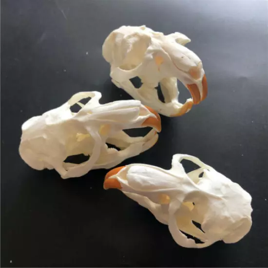 10 pcs animal skull real muskrat skull collection specimen crafts about 8x4cm