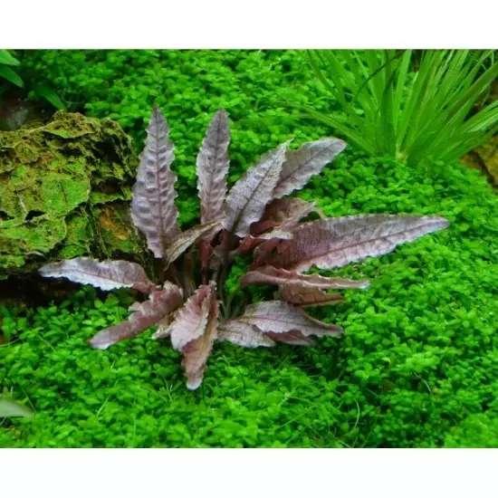 Cryptocoryne Flamingo Freshwater Rare Live Plant Aquarium Crypt Aquatic Tank