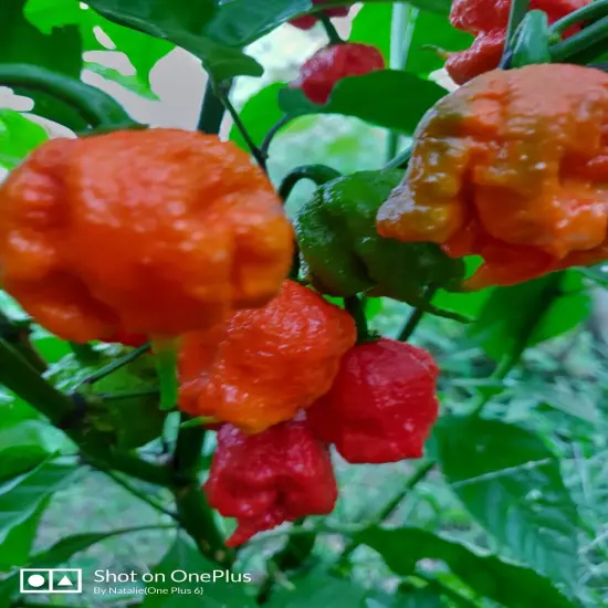 30 FRESH PICKED Homegrown small batch Carolina Reaper Organic Peppers