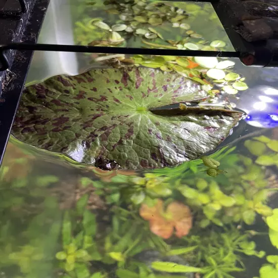 SMALL Red Tiger Lotus (Nymphaea zenkeri) - LOT of 3