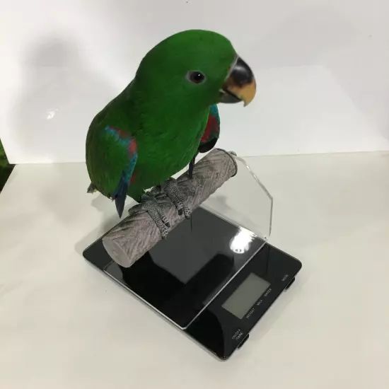 SCALE PERCH & DIGITAL GRAM / OUNCE SCALE - easily weigh your bird accurately