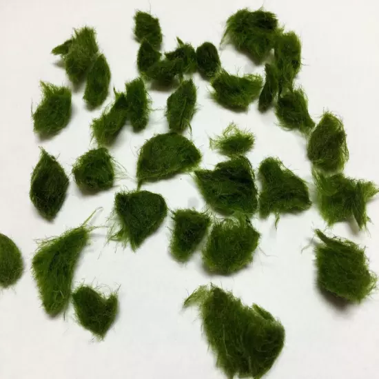 Marimo Moss 50 Pieces 0.25-0.5 inch Cladophora Live Plant Aquarium in USA.