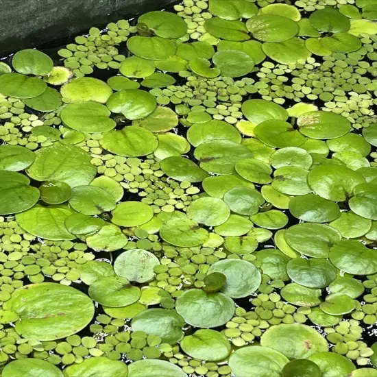 10 Amazon frogbit - Aquarium Or Pond Floating Plant