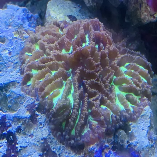 Frag pack live coral 10 Mixed Frags! Free Overnight Shipping