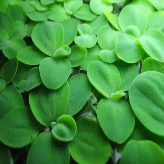 100+ Leaf Dwarf Water Lettuce Floating Aquarium Plant - Duckweed Free! FREE SHIP