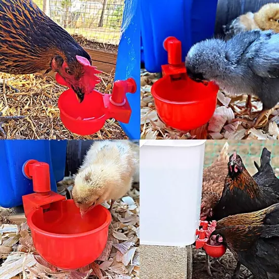 Automatic Cups Chicken Water Cup Bowl Feeder Drinker Waterer Poultry Chook Bird