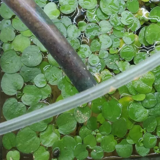 Amazon Frogbit 50+ Leaves - Live Floating Plant (Limnobium Spongia)