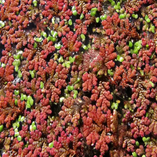 1 GALLON Azolla Fairy Moss BUY2 GET1 FREE Live Pond Aquarium Floating Plants