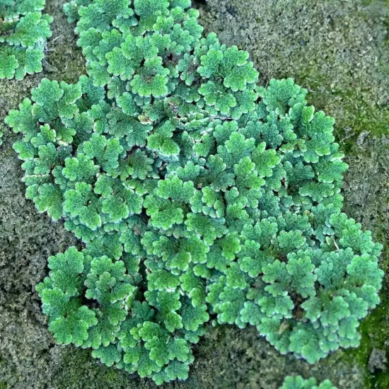 3 cups Azolla Fairy Moss BUY2 GET1 FREE Live Pond Aquarium Floating Plants