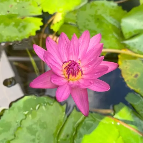 Buy2Get1Free Red Evelyn Tropical Waterlily Live Freshwater Plants Pond Flower