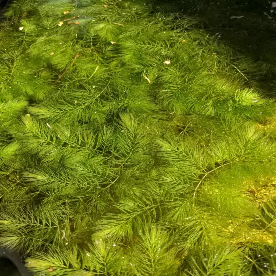 1 Sandwich Bag Of Hornwort + Free Mystery plant