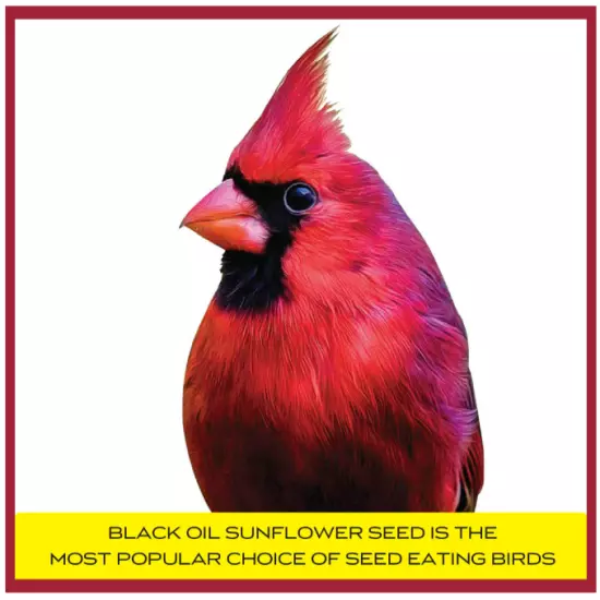 Pennington Select Black Oil Sunflower Seed Dry Wild Bird Feed 40lb Bag