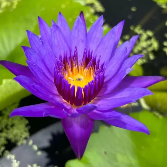 Buy2Get1Free Blue Emerald Tropical Waterlily Live Freshwater Plants Pond Flower