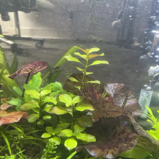 Ludwigia Palustris “super red” - Live Aquarium Plant