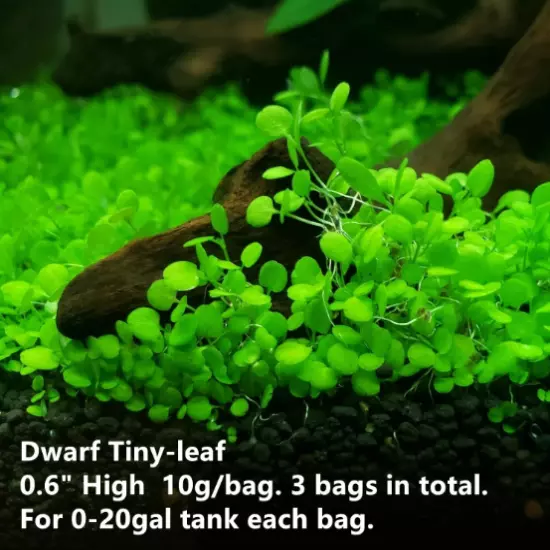 3PCS Live Aquarium Plant Aquatic Plant real grass Carpet for Fresh Water Fish