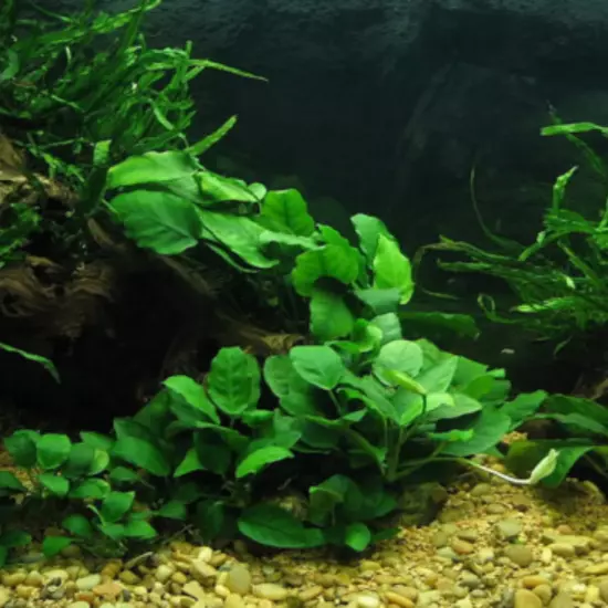 Package Loose Anubias Nana Long Wavy Decoration Tank Fish Live Aquatic Plant