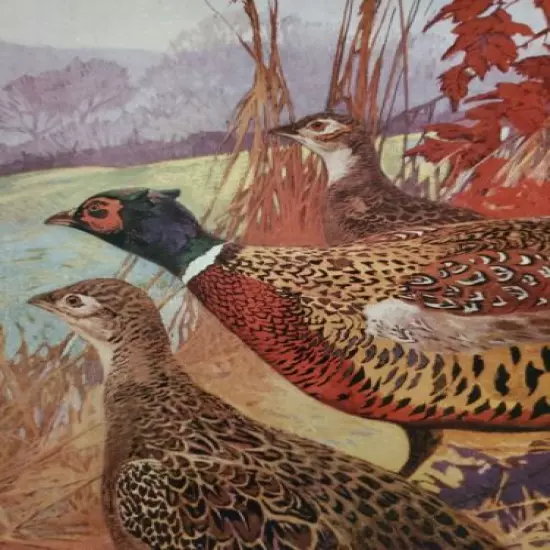 1917 Dupont Ringneck Pheasant Print. With standard load chart on the back.