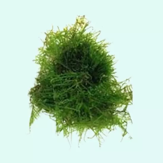 BUY 2 GET 1 FREE Christmas Moss "Vesicularia Montagnei" Live Aquarium Plants