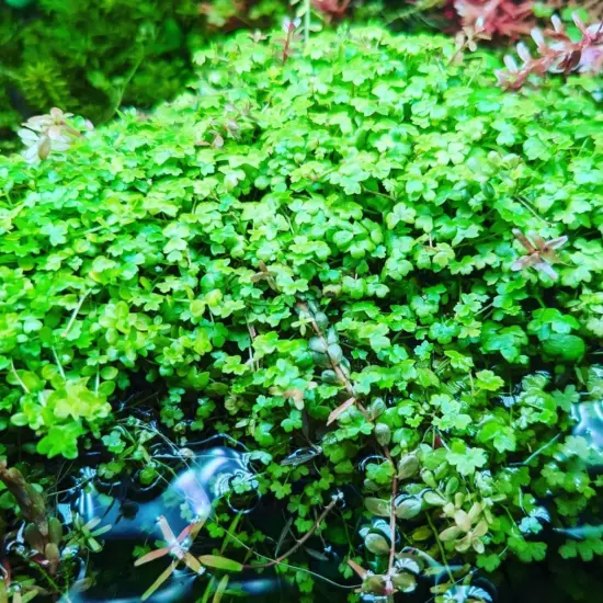 Buy2Get1Free Japan Hydrocotyle Tripartita Tissue Culture Live Plants Aquarium