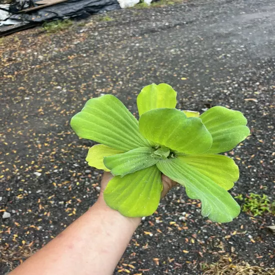 3 LARGE Water Lettuce Plants Live Aqua Plant Floating Koi Pond