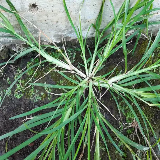 Ayurvedic Sun Dried Paragis Plant Goose Grass Eleusine Indica Poaceae Natural