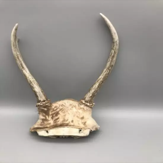 Small Mammal Antlers/Horns￼