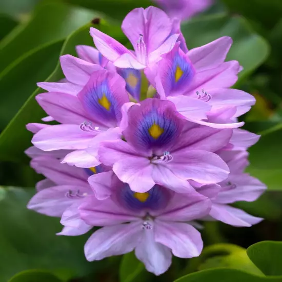 9 Live PURPLE Water Hyacinth Pond Plant Floating NO INSECTS/PARASITES FAST SHIP