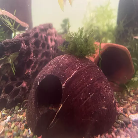 Fissidens Fontanus Growing On Dwarf Cichlid Breeding Cave