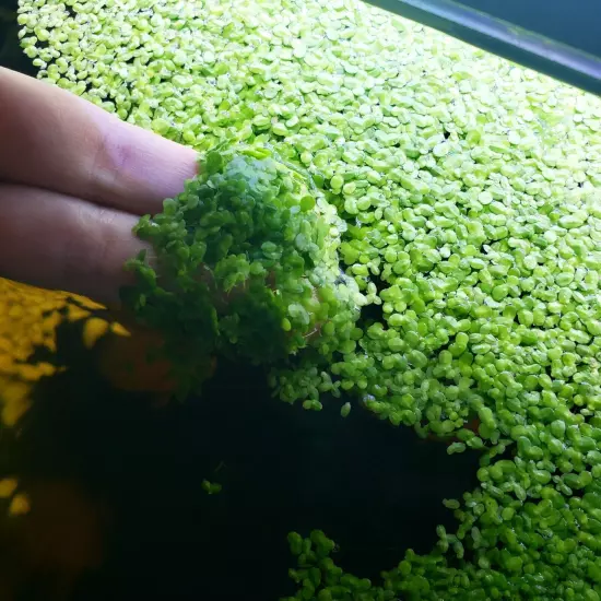 4 Cups Duckweed live Plant BUY2GET1 FREE Aquarium POND NO INSECTS/PARASITES FAST