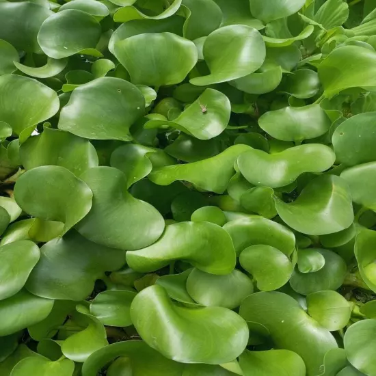 9 Live PURPLE Water Hyacinth Pond Plant Floating NO INSECTS/PARASITES FAST SHIP