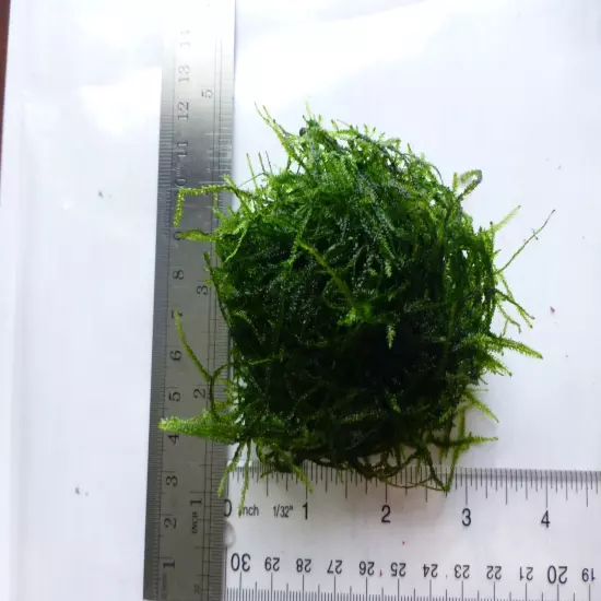 Java Moss