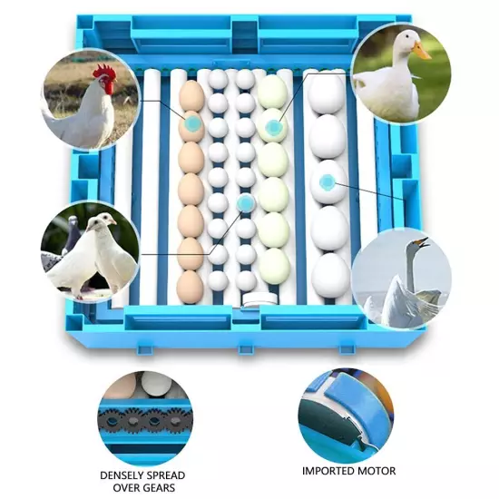 Auto Egg Incubator with Automatic Egg Turning and Humidity & Temperature Control