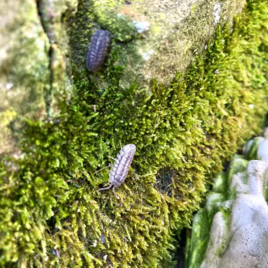 25 LIVE Rollie Pollie / Pillbugs/ Isopods/ Armadillidium nasatum