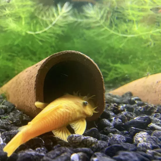 Pleco Cave For Breeding (1.5” D Shaped) - Ancistrus, Bristlenose (USA made)