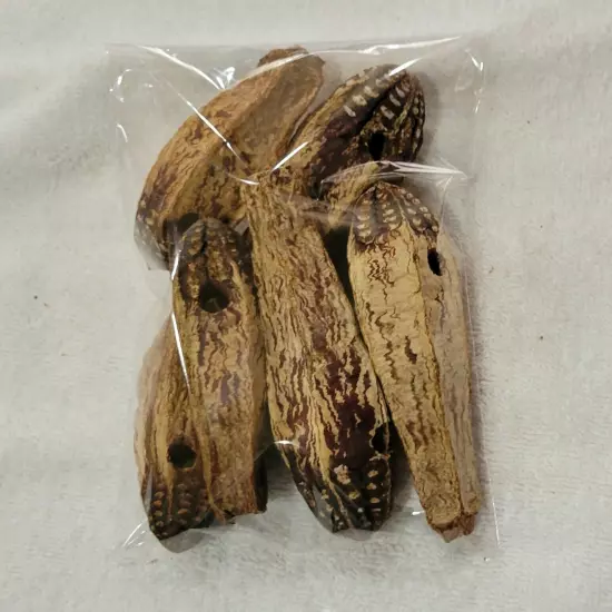 Mahogany Pods 6 (drilled) Parrot Foraging Chewable Natural Shreddable Toys