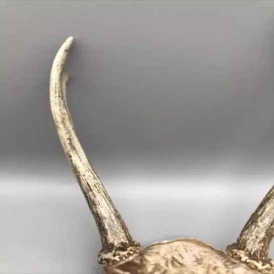 Small Mammal Antlers/Horns￼