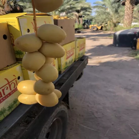 7Lb Yellow Barhi Dates. Sweet fresh California