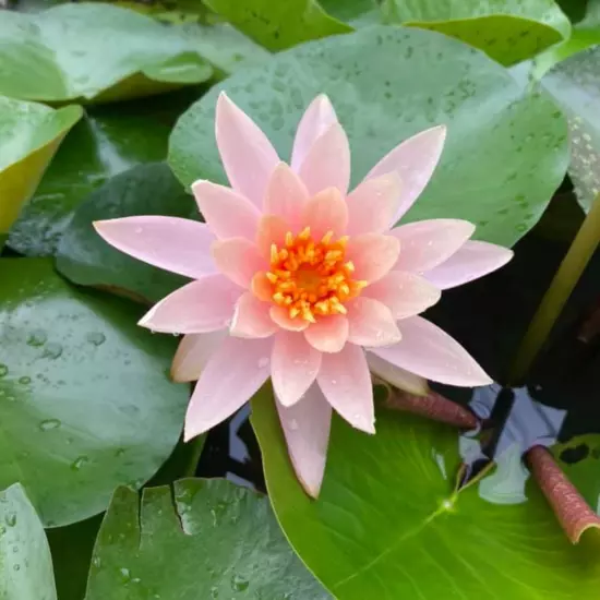 Buy2Get1Free Orange Colorado Hardy Waterlily Live Freshwater Plant Pond Colorful