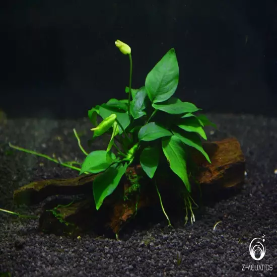 Anubias Barteri /BUY 2 GET 1 FREE (Nana Petite) Small Live Aquarium Plants