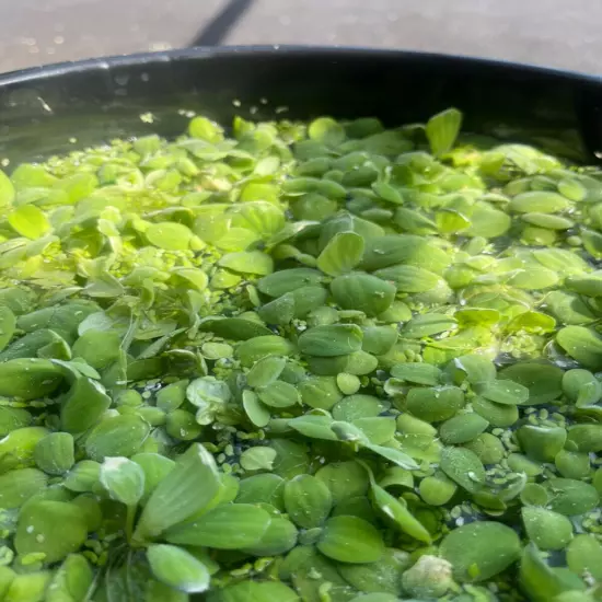 13+Dwarf Water Lettuce - Pistia stratiotes