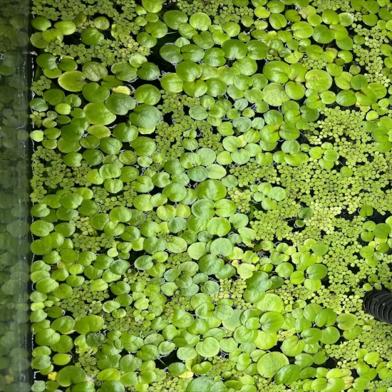 10 Amazon frogbit - Aquarium Or Pond Floating Plant