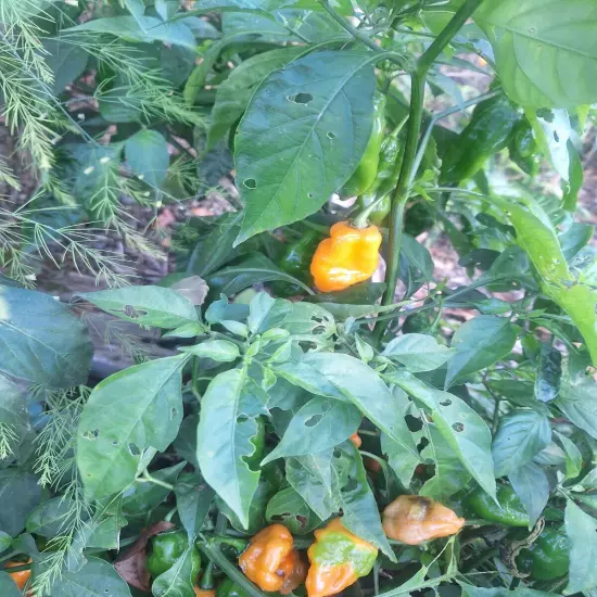 Habernero Pepper Pods