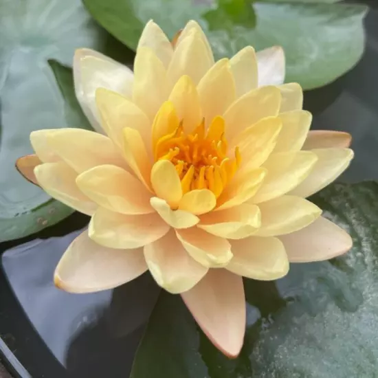 Buy2Get1Free Orange Peaches Cream Hardy Waterlily Live Pond Plants Color Flower